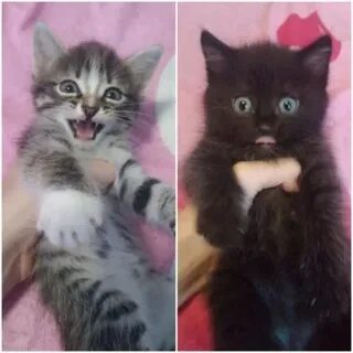 Оба коты