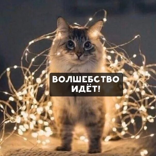 Жду чудо и все такое. Цитаты про зиму. Жду волшебства и все такое. Волшебство в картинках. Чудо ребенок.