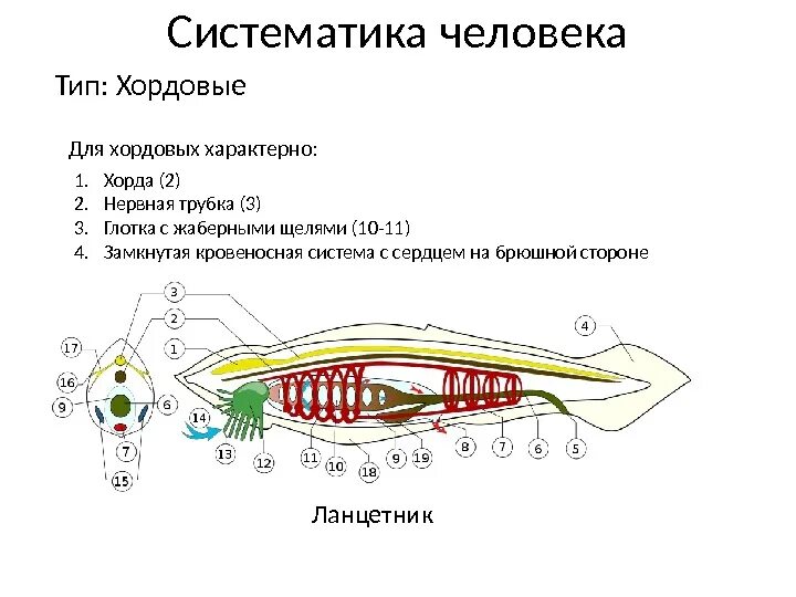 Человек класс хордовых. Жаберные щели у хордовых. трубчатая нервная система ланцетника. нервная система хордовых. кровеносная система хордовых.