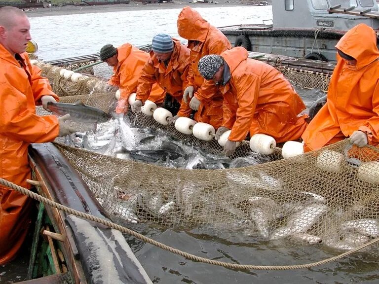 Дальний Восток рыболовный промысел. Промысел лосося. Промысел лосося на Камчатке. Промышленная добыча рыбы.