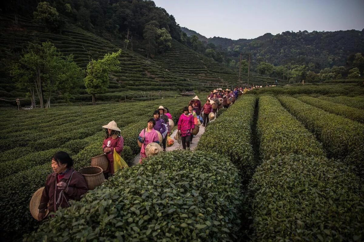 Сх китайски. Плантации чая в Китае. Ханчжоу чайные плантации. Чайные плантации чая в Китае. Чайна плинтации в Китае.