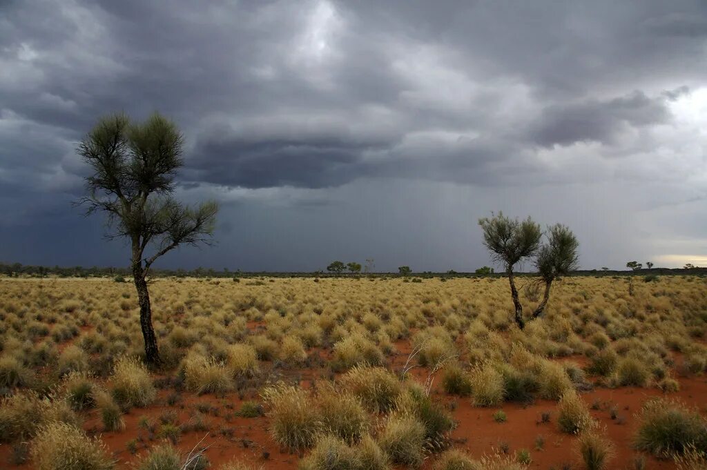 Great Victoria Desert Австралия. Песчано солончаковая пустыня в Австралии. Заповедник Танами Дезерт Австралия. Пустыня гибсона австралия