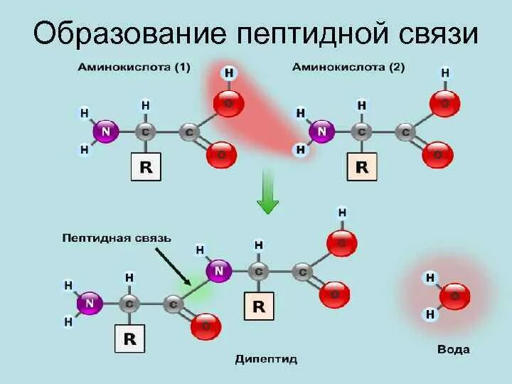 Образование пептидной связи происходит в. Механизм образования пептидной связи. Схема образование пептидной связи химия. Схема пептидной связи биология. Схема образования пептидной связи биохимия.