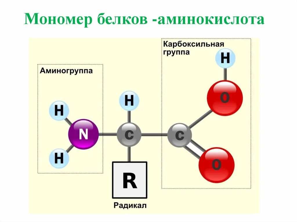 Мономеры белка называются. Схема строения молекулы аминокислоты. Строение белковых мономеров аминокислот. Белки химическое строение мономера. Строение аминокислоты мономеры.