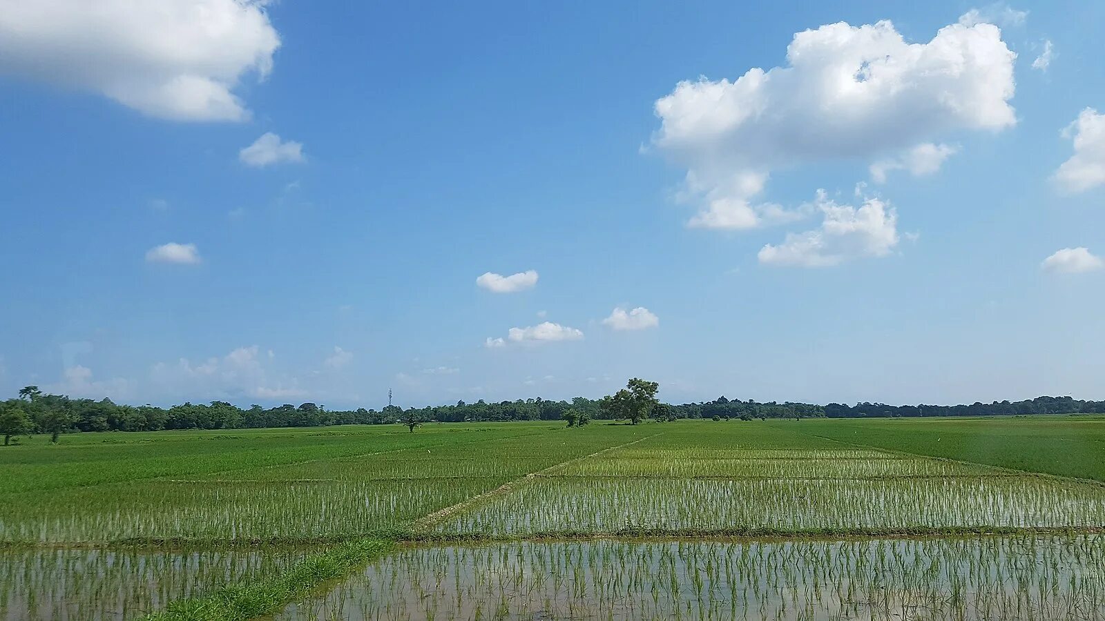 Рисовые поля. Засей поле риса. Paddy field National Park Ханань. Рисовые поля в штате Тамил Наду Индия. Field 18