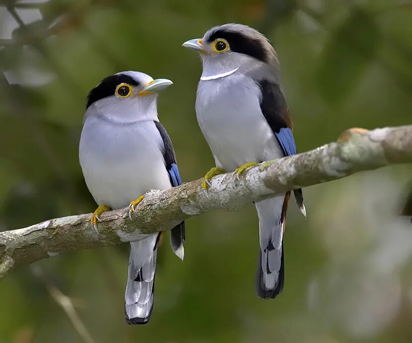 птицы картинки. паром птица. венценосный журавль самка. пара лебедей. птицы в паре.