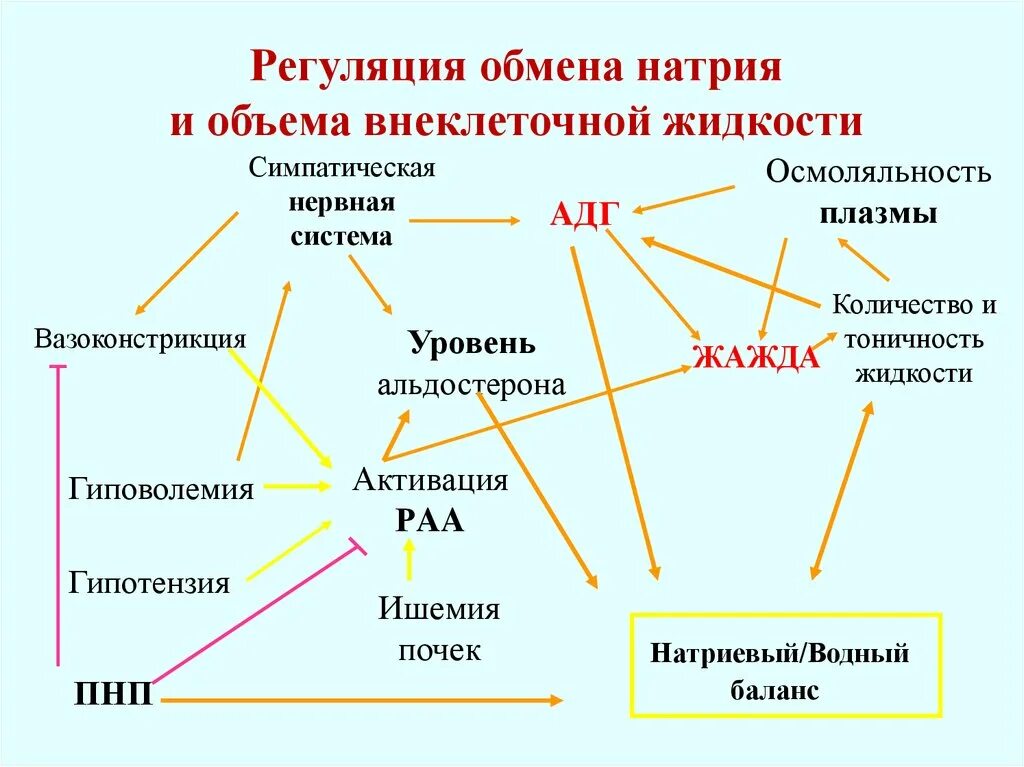 Натрий и вода в организме. Регуляция обмена веществ схема. Регуляция обмена натрия биохимия. Регуляция обмена натрия и воды. Регуляция натрия в организме.