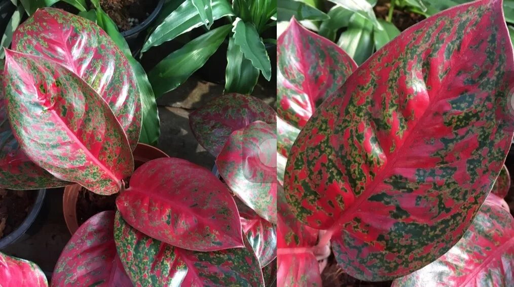 Аглаонема монгол. Аглаонема монгол. Аглаонема саб монгол. Аглаонема serm mongkol. Аглаонема тембарга.