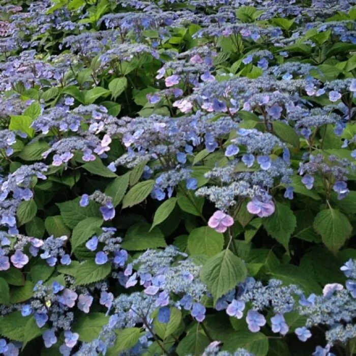 HYDRANGEA macrophylla ROMANCE (Youmenine) - Hortensia - HYDRANGEA macrophylla RO