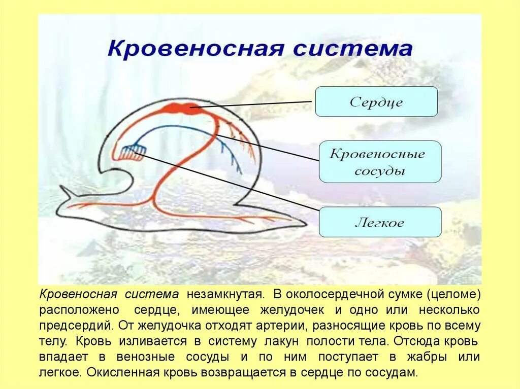 Кровеносная система аскариды. Кровеносная система человеческой аскариды. Кровеносная система аскариды замкнутая. Замкнутая кровеносная система человеческая аскарида.