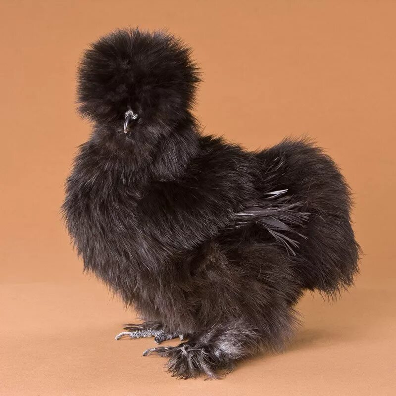 Куры с черным пером. Китайская шелковая (Silkie Bantam). Хохлатая Курочка падуан. Черный падуан курица. Куры породы падуан.