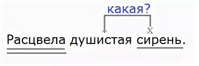 Расцвела душистая сирень разбор предложения. Светит месяц расцвела душистая сирень моросил. Расцвела душистая сирень разбор предложения 3 класс. Пряная разбор