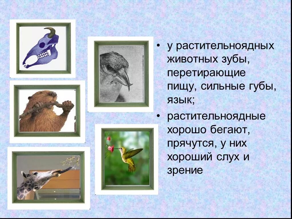 Объясните роль растительноядных и насекомоядных птиц. Растительноядные животные. Растительноядные животные и птицы. Особенности растительноядных животных. Сообщение о растительноядных животных.