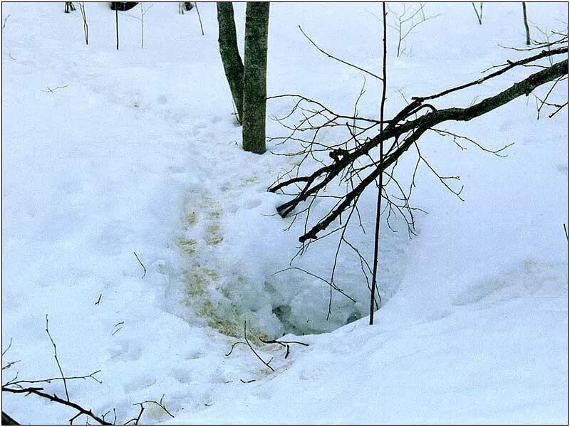 Лисья берлога. Лисья лёжка.