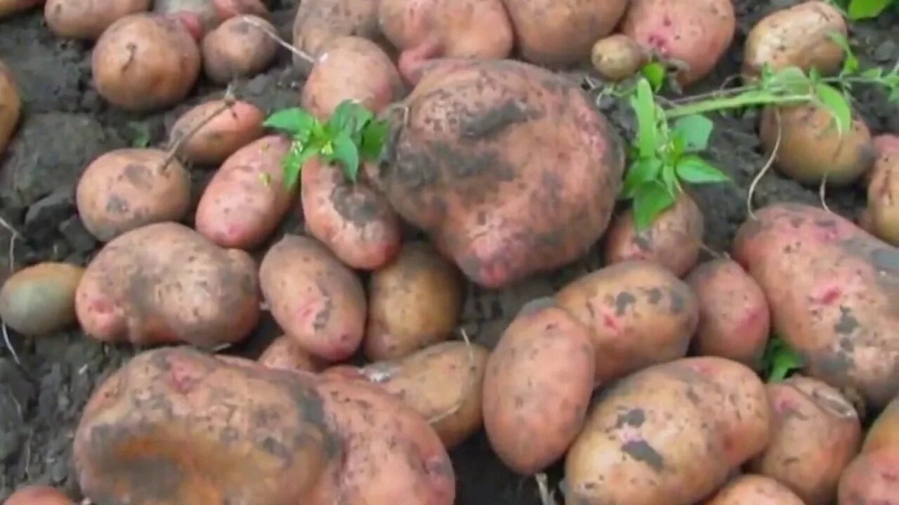 Купить Картофель Горняк 1 репродукция мешок 20кг (Сиб сад) в АФ "Сибирский сад"