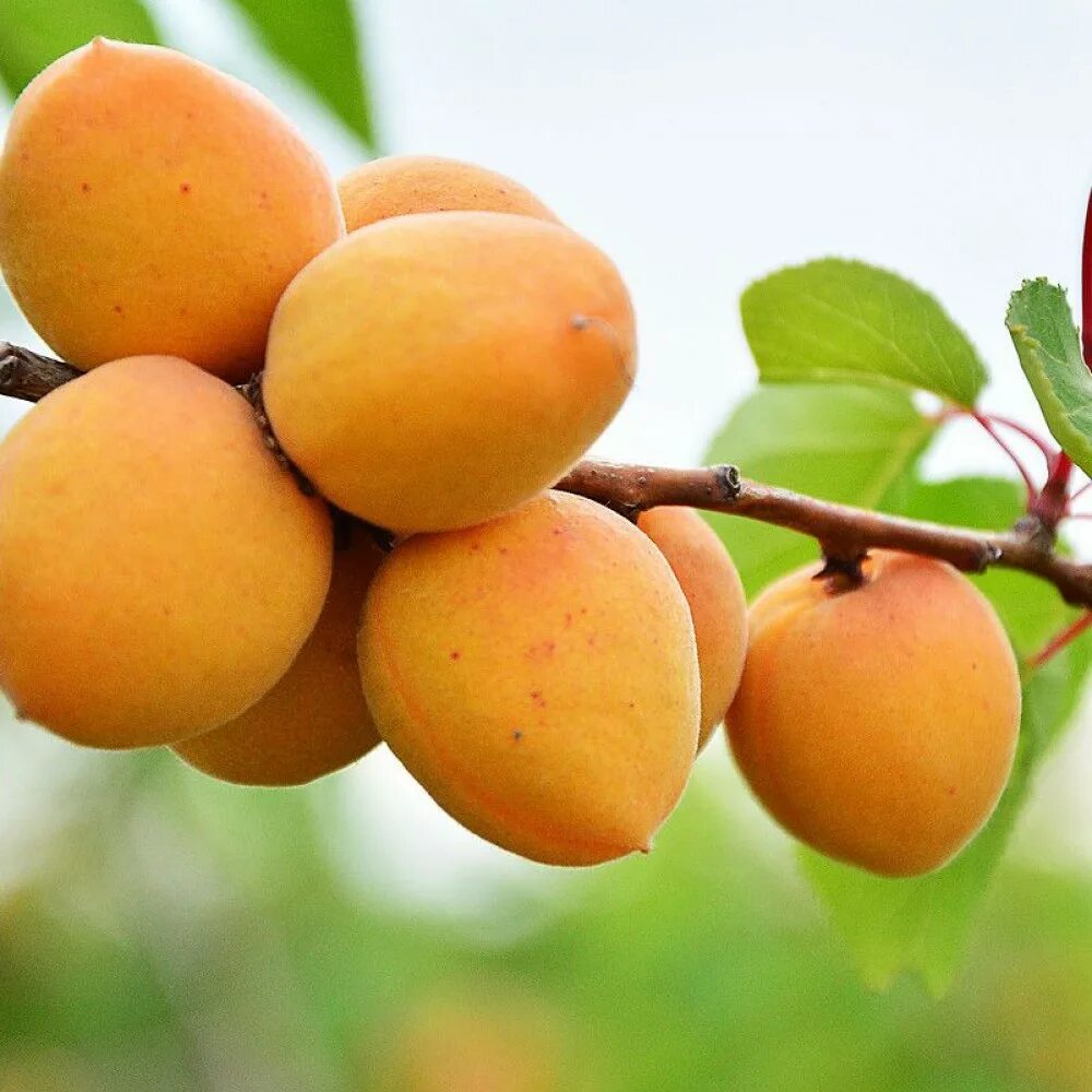 Абрикос из пяти слов. Абрикос из пяти слов. Абрикос обыкновенный. Абрикос сорт ульянихинский. Сорт абрикоса снежинский.