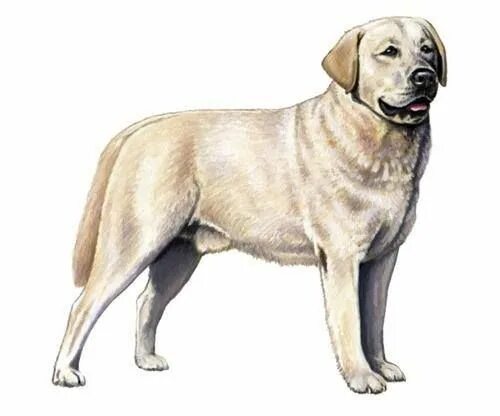 Лабрадор ретривер. Лабрадор ретривер происхождение. Рисунок собаки лабрадора ретривер. Лабрадор Трисон.