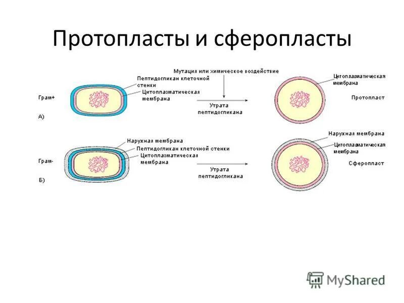 субклеточные формы бактерий: протопласты, сферопласты, l-формы. протопласты сферопласты л-формы бактерий. сферопласты это микробиология. протопласты. протопласты.