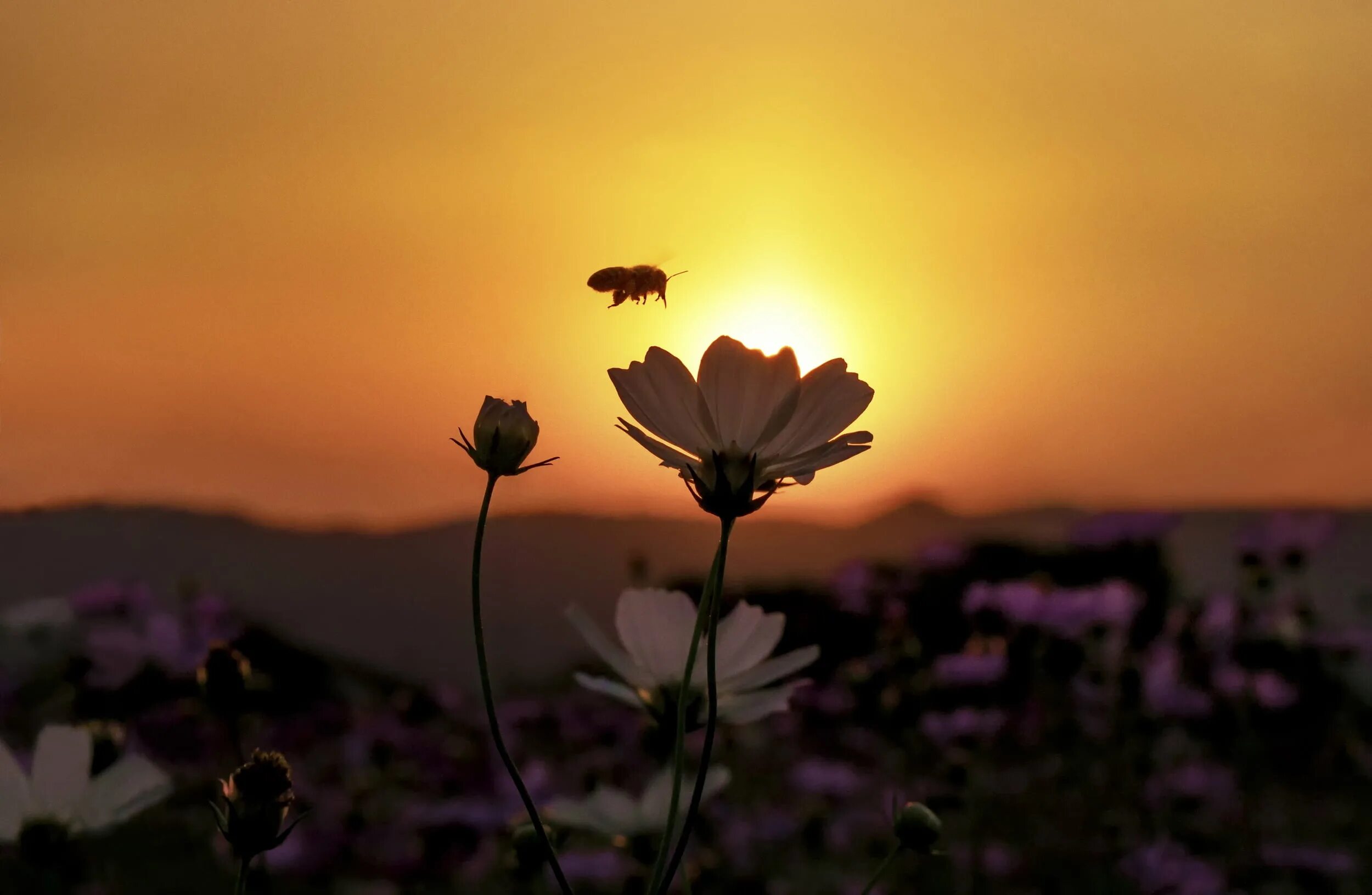 Flower sunset