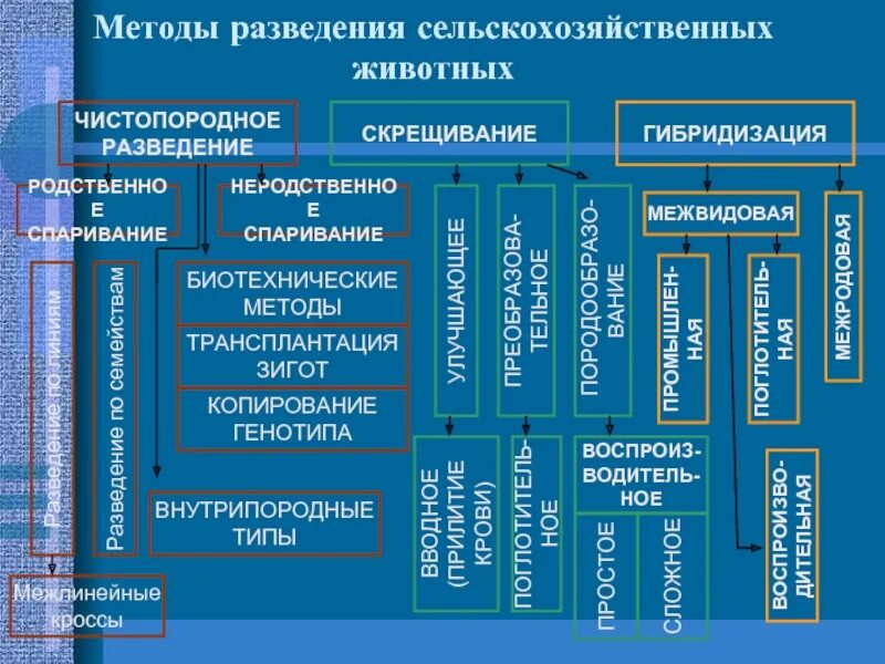 Какое разведение собак чистопородное или скрещивание обычно. Методы чистопородного разведения. чистопородное скрещивание. схема чистопородного разведения. чистопородное разведение скрещивание гибридизация.