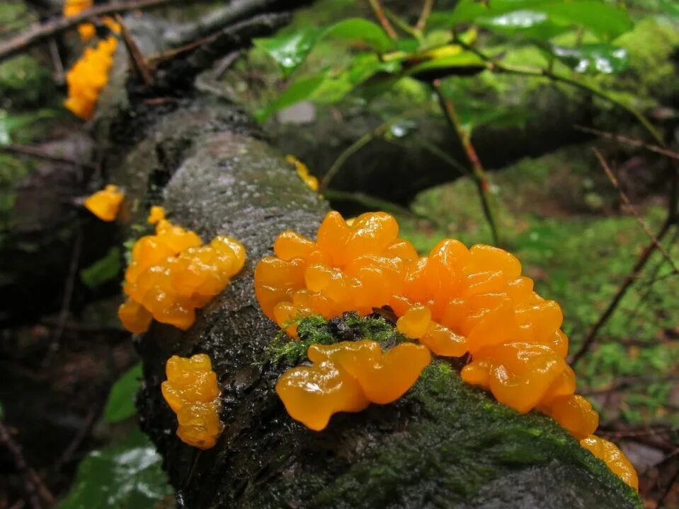 Дрожалка оранжевая гриб. Дрожалка оранжевая (Tremella mesenterica). Дрожалка оранжевая съедобный гриб. Дрожалка оранжевая съедобный.