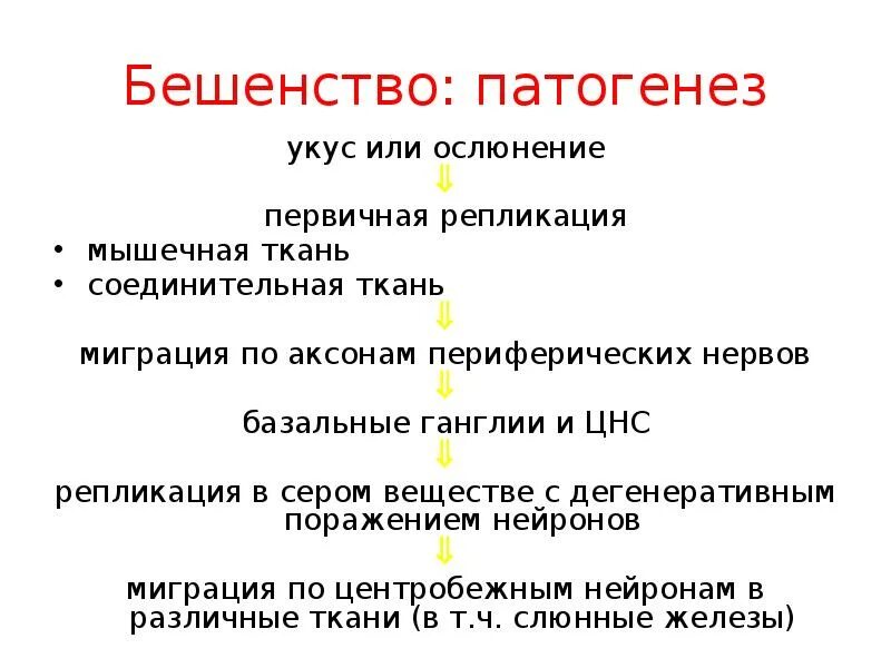 Вирус бешенства патогенез. Патогенез бешенства у человека.