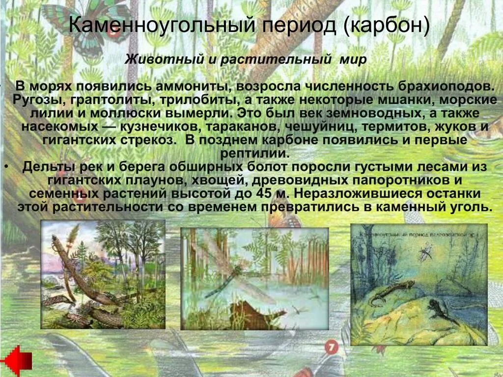 Карбон животные. Палеозойская Эра каменноугольный период растительный мир. Палеозойская Эра карбон растительный мир и животный. Каменноугольный период палеозойской эры растения. Каменноугольный период климат животные растения.