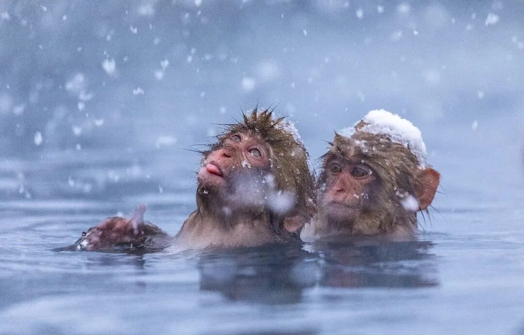 Обезьяна купается в теплой воде группа. Водяная обезьяна. Снежные обезьяны. Мартышки в воде зимой. Японская водяная обезьяна.