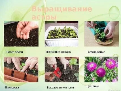 Как выращивать семена цветов