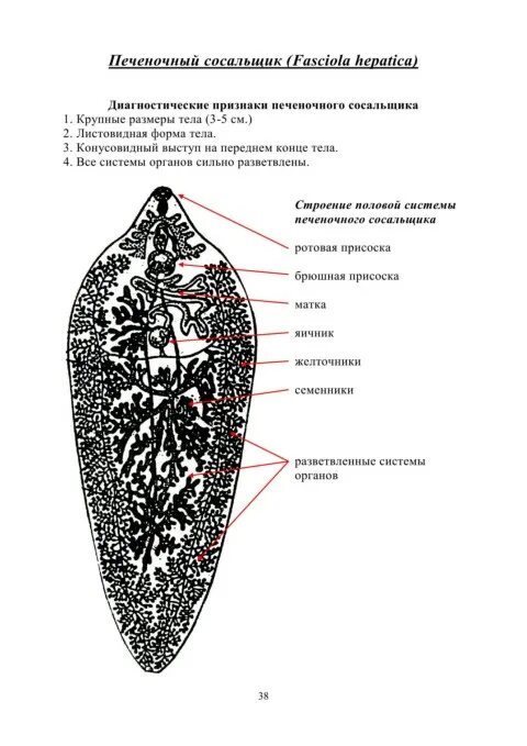 Строение пищеварительной системы печеночного сосальщика. Печеночный сосальщик пищеварительная. Плоские черви паразиты сосальщики. Пищеварительная система сосальщиков червей. Пищеварительная система плоских червей печеночный сосальщик.