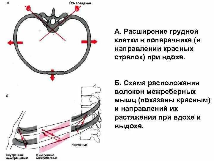 Что значит расширен поперечник сердца. Расширение грудной клетки. расширение грудной клетк. оси движения ребер. расширение грудной клетки в поперечнике.