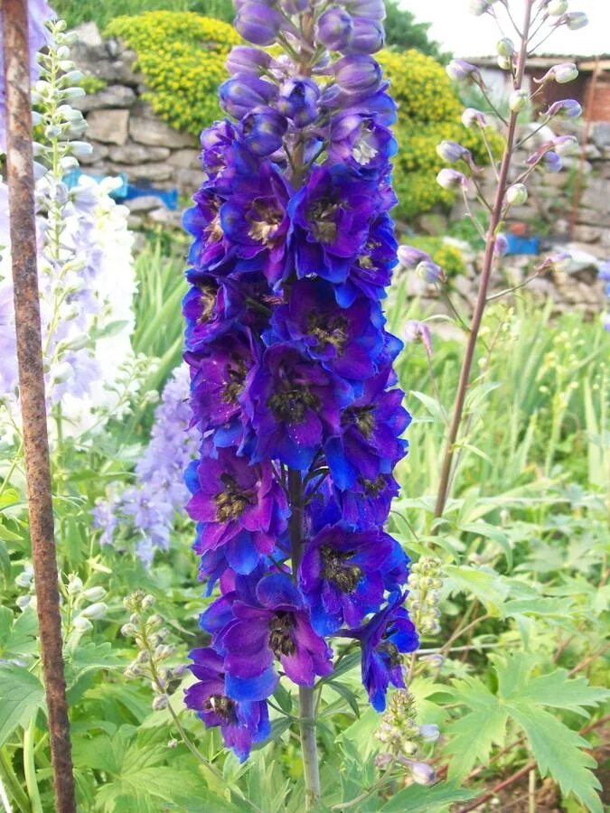 дельфиниум саженцы. дельфиниум голубой. дельфиниум королевский. дельфиниум высокий майти атом. дельфиниум рассада.