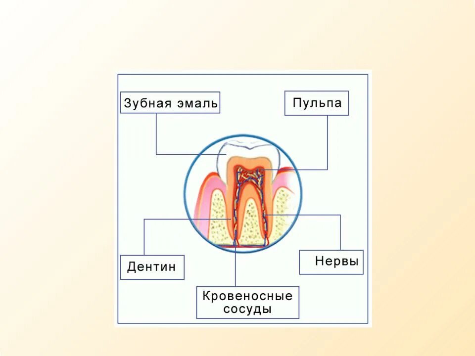 Пищеварительная система человека зубы. Строение зуба. строение зуба человека. пищеварение в ротовой полости строение зуба.