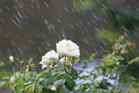 Raining rose