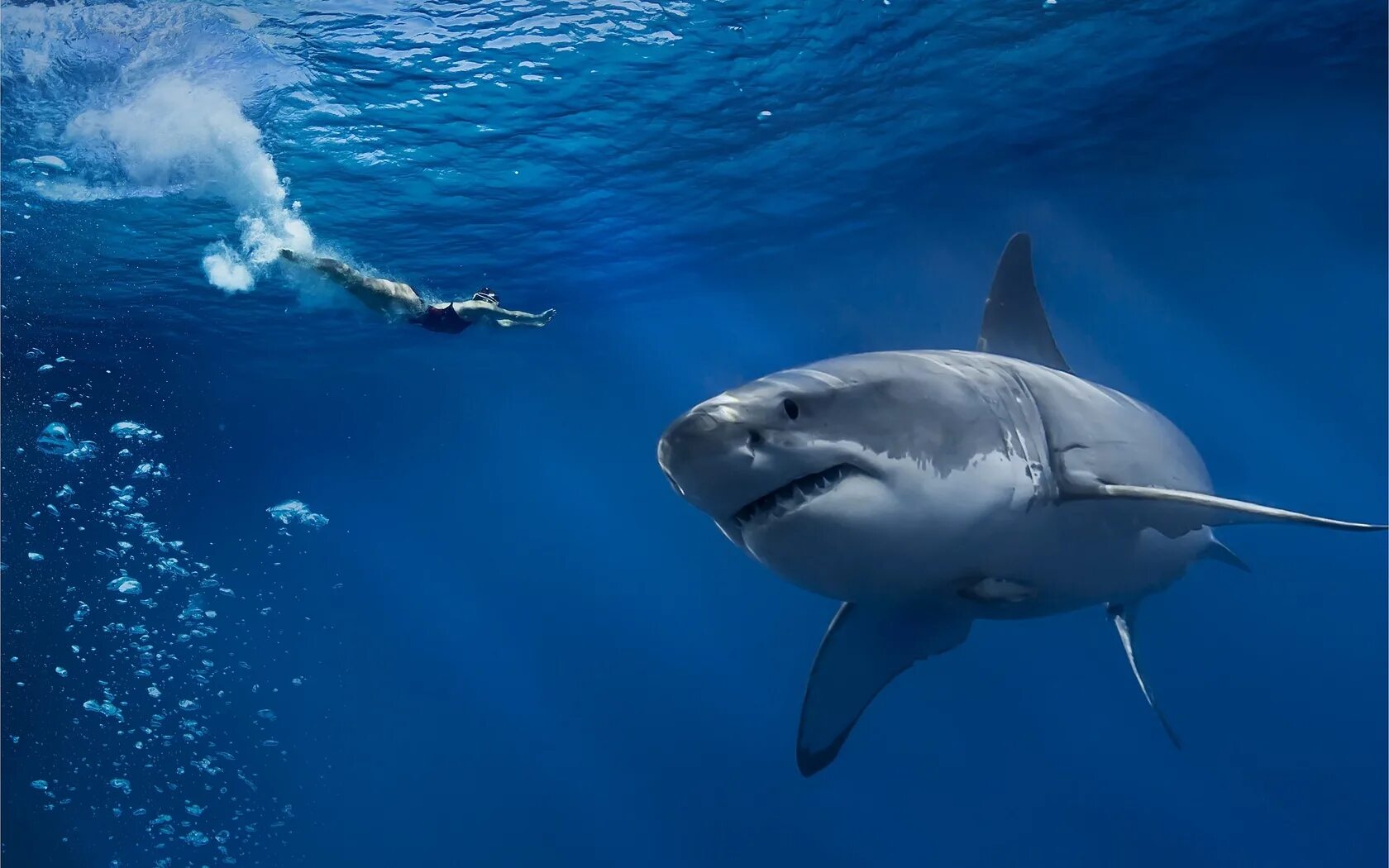Хрящевые рыбы акула белая. 2 акулы в море. Акула под водой. Рифовая акула в черном море. Лакула.