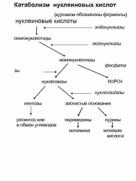 Катаболизм нуклеиновых кислот. Обмен нуклеиновых кислот схема. Схема обмена нуклеиновых кислот в организме человека. Общая схема распада нуклеиновых кислот пищи.