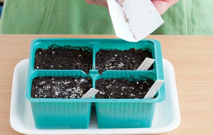 всходы рассада астра. астра посев семян на рассаду. астра пионовидная рассада. циния рассада. астра бордюрная рассада.