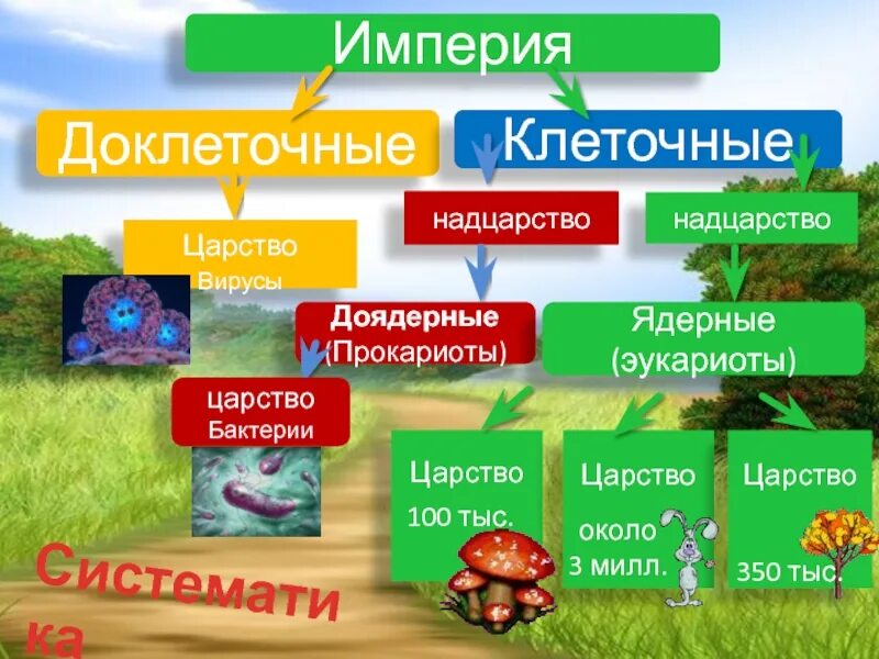 Систематика организмов биология. Прокариоты и эукариоты систематика. Царство вирусы Надцарство. Бактерии Империя Надцарство царство. Систематика эукариот.