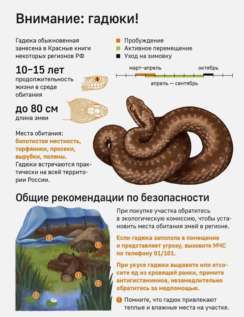 Что делать при укусе змеи гадюки первая помощь. Меры первой помощи при укусе ядовитой змеи:. Что делать если укусила змея первая помощь. Как действует яд гадюки. Первая помощь при укусе змеи гадюки памятка.