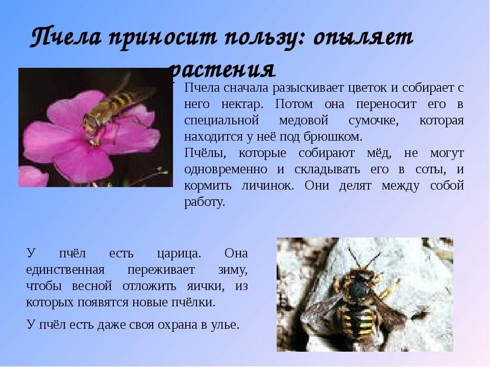 Какую пользу приносят пчелы. Роль пчёл в опылении растений. роль псел в опыления растения. какую пользу приносят пчёлы растениям. какую пользу приносят пчелы растениям собирая нектар.