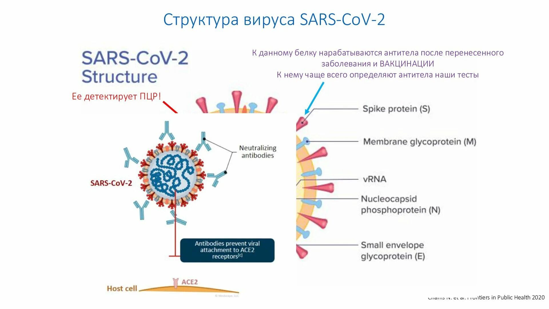 Вирус sars cov 2 отнесен к группе