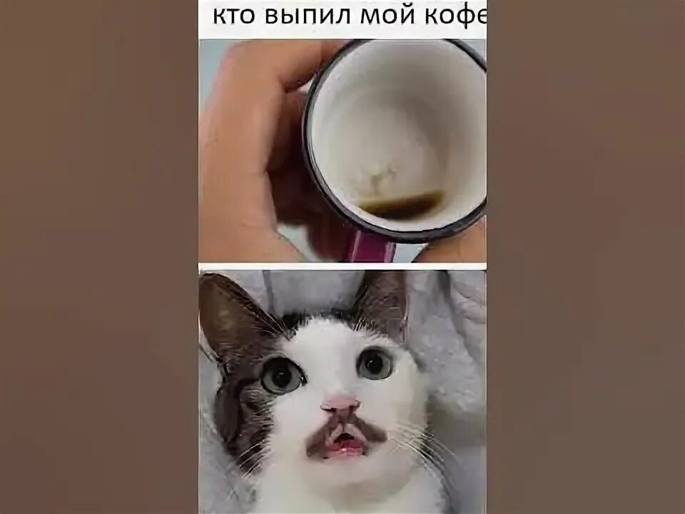 Смешные мемы с котами с озвучкой #мемы #приколы #мемы2022 #коты #мемыскотами #смешныекоты #смешныекошки #мемыпро1
