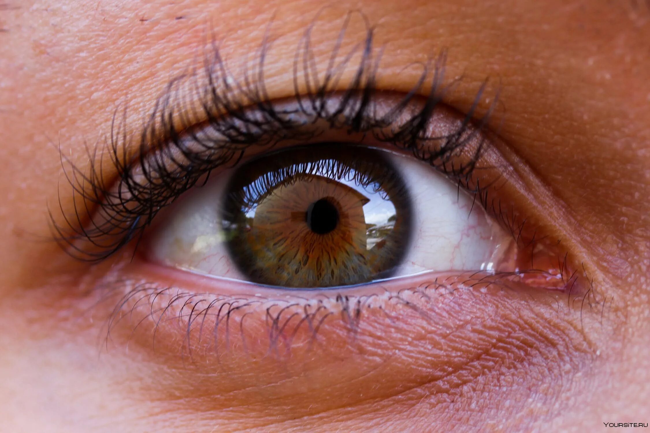Карие глаза крупным планом. Два глаза. Глаз. Глаза устами народа. Макросъемка глаза человека.