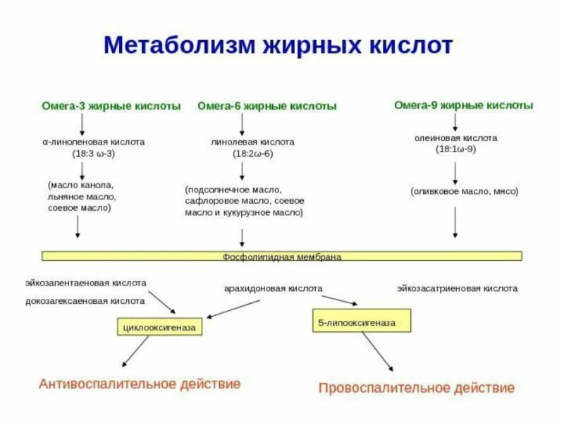 Источники омега 9 жирных кислот тест. Источники Омега 6 жирных кислот являются. Метаболизм жирных кислот биохимия. Схема метаболизма жирных кислот. Пути биотрансформации 3w жирных кислот.