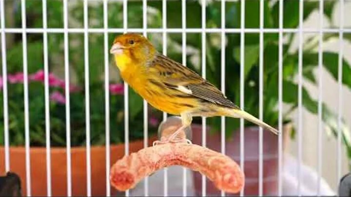 свердловская государственная академическая филармония. пение кенара. пение самца кенара. пение кенара овсяночного. трель кенара.