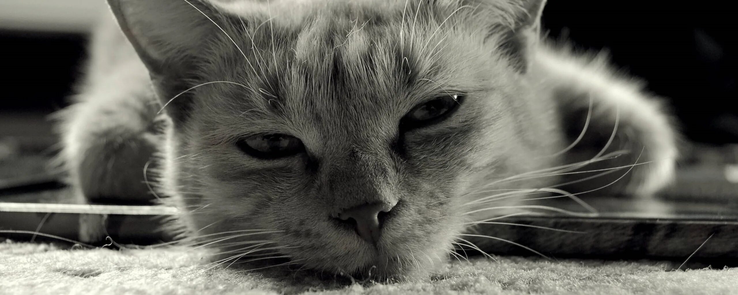 Кошара фото. Симптом кошачьего мурлыканья. Кошара. Кошара. Картинка кошара.