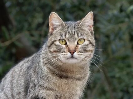 Фото кота простое