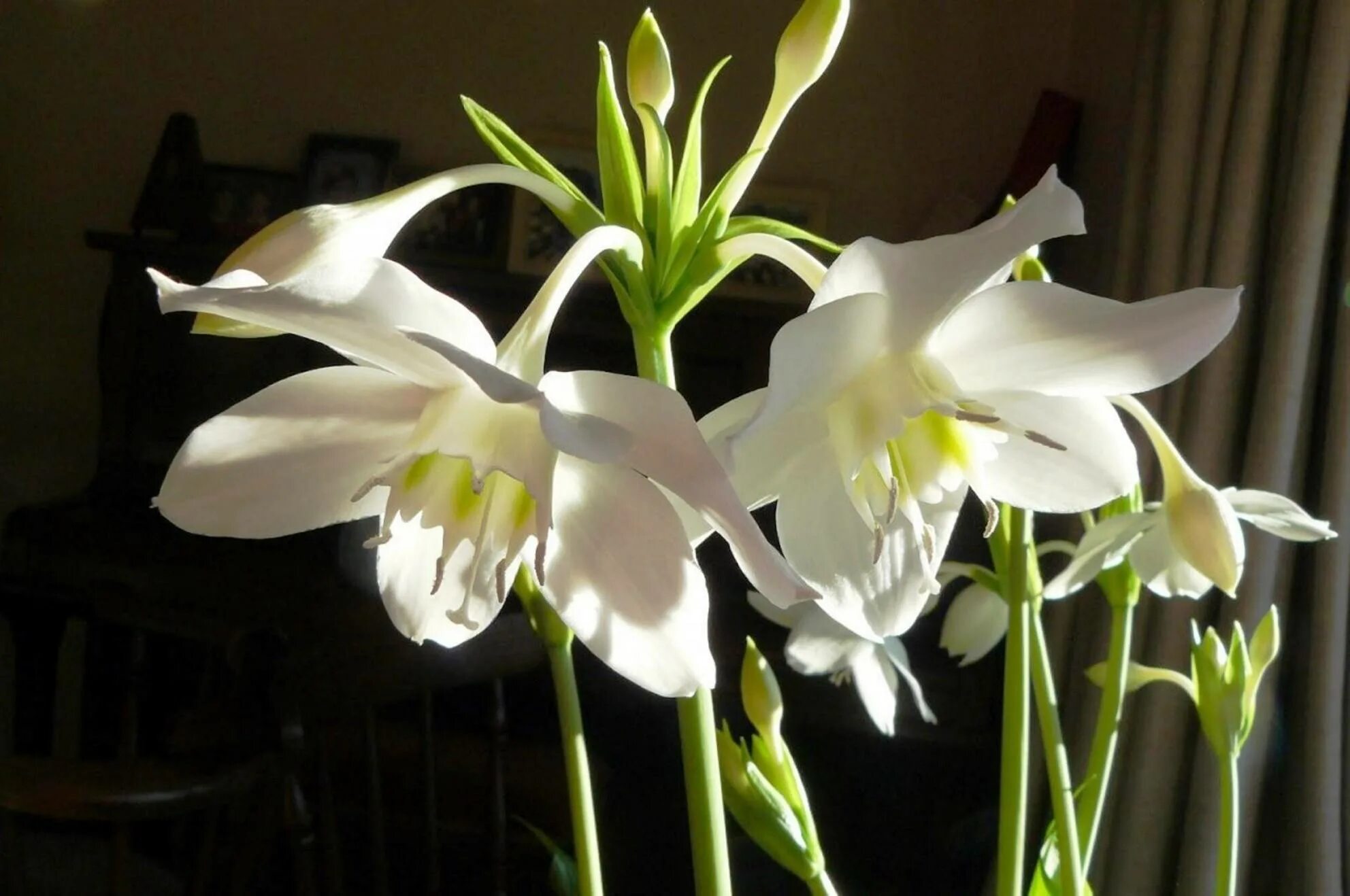 Эухарис амазонский. Эухарис grandiflora. Эухарис Сандера. Эухарис Амазонская Лилия комнатный. Комнатная лилия как называется