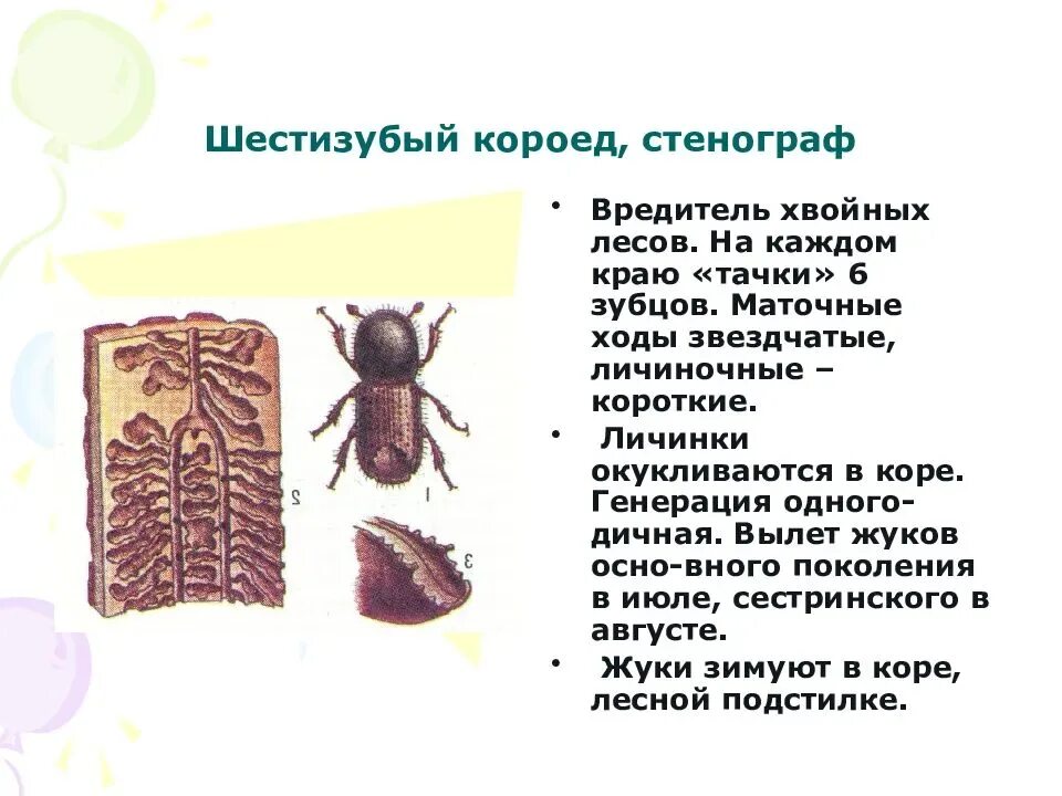 Жук топограф фото и описание