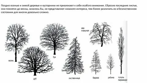 Определение состояния дерева